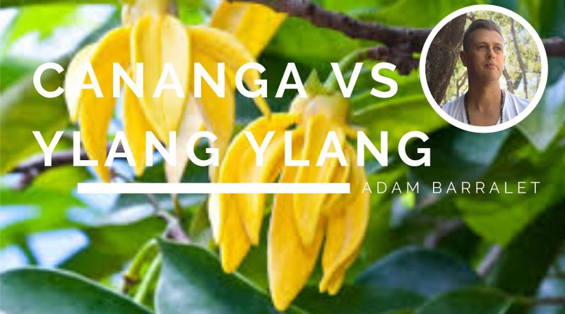 What's the Difference between Ylang Ylang & Cananaga Oils - Do You Need Both?