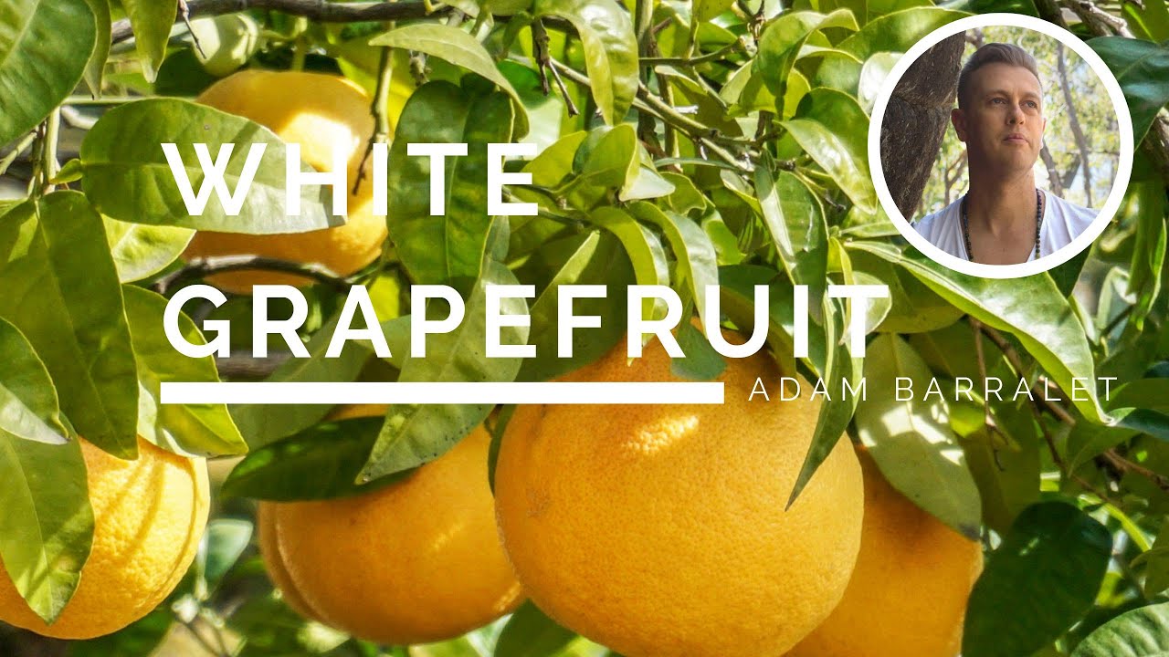 white grapefruit buy