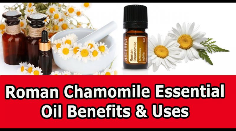 Roman Chamomile Essential Oil Benefits & Uses