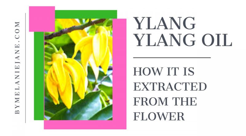 How Ylang-Ylang Oil is extracted