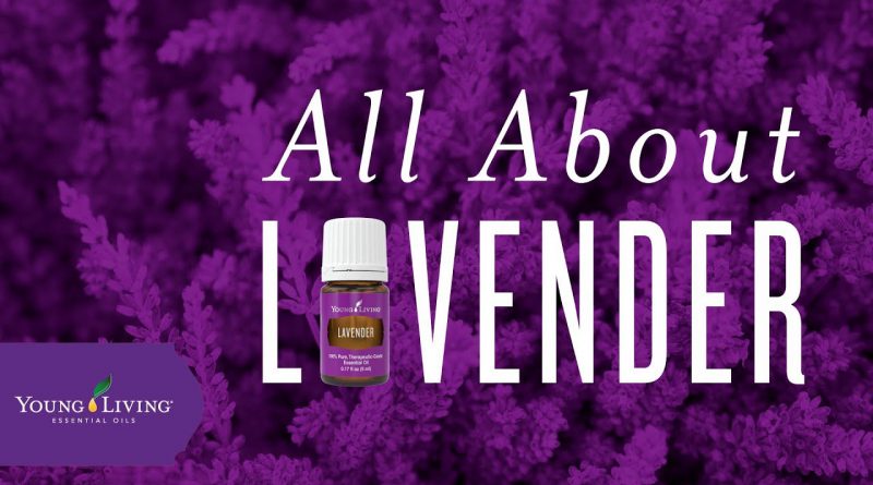 All About Lavender | Young Living Essential Oils