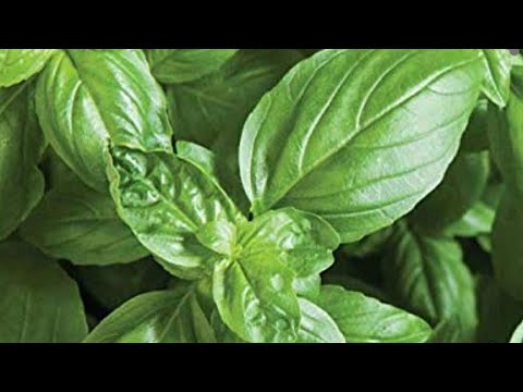 How to Make Basil Oil 2020