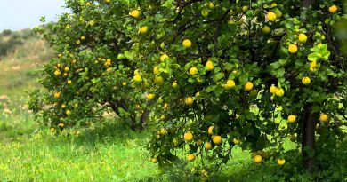 doTERRA® Lemon Oil Uses and Benefits