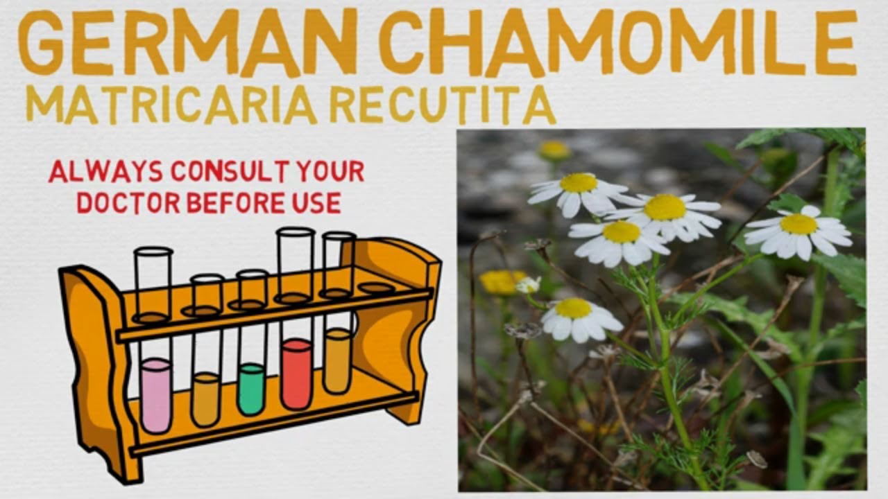 Essential Oil Breakdown: German Chamomile Oil! Benefits, Uses, and History (Aromatherapy)