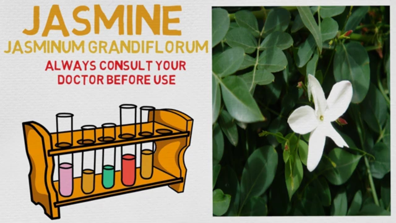 Essential Oil Breakdown: Jasmine Oil! Benefits, Uses, and History (Aromatherapy)