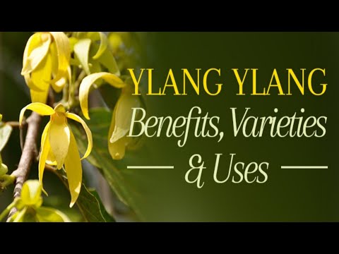 Health Benefits Of Ylang Ylang Essential oil