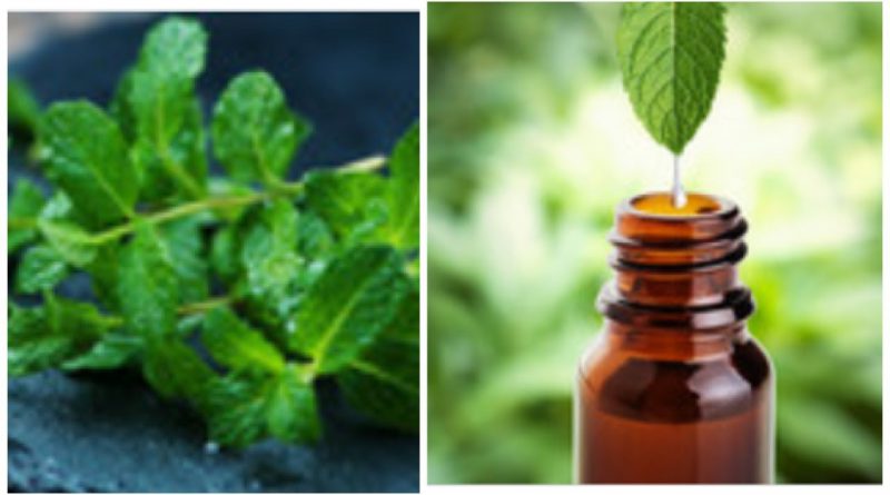 Homemade Peppermint oil ||100% Natural Easy DIY Essential oil