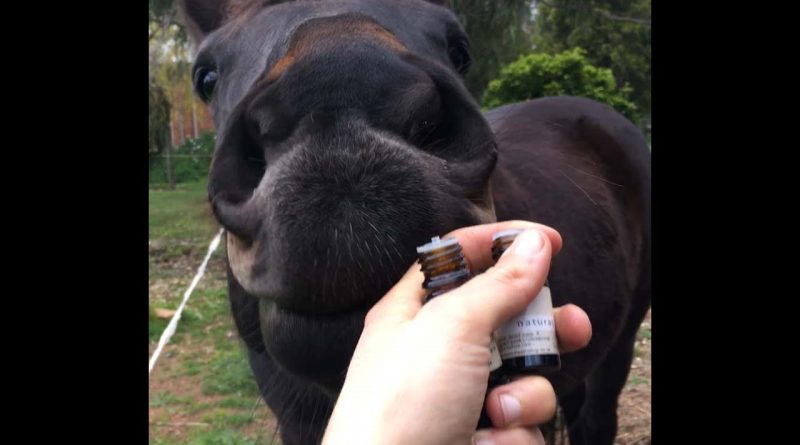 Equine Zoopharmacognosy - self selection of Yarrow and German Chamomile essential oils