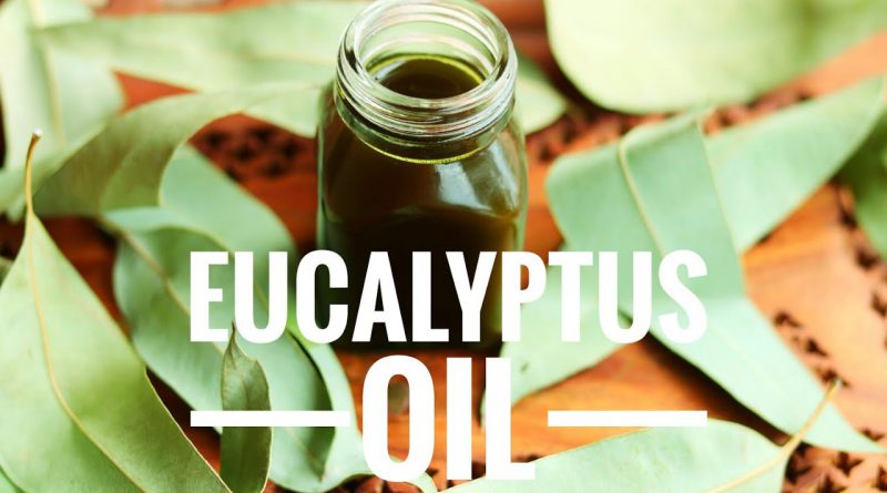 Eucalyptus Oil || How to make Eucalyptus Infused Oil