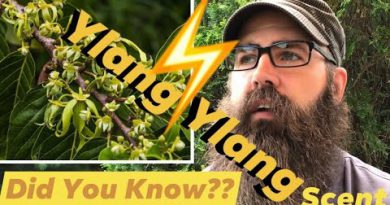What is the Ylang Ylang Scent?