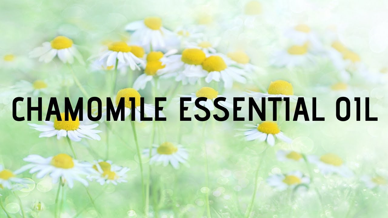Chamomile essential oil uses