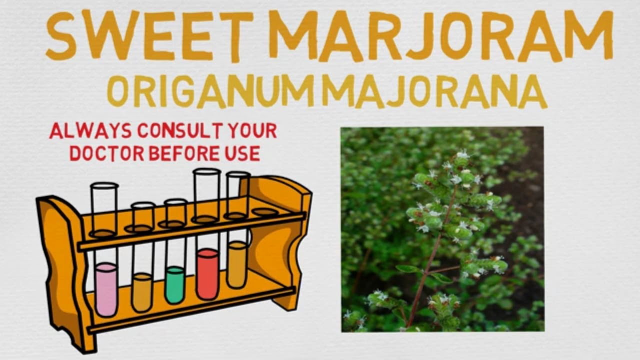 Essential Oil Breakdown: Sweet Marjoram Oil! Benefits, Uses, and History (Aromatherapy)