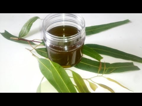 Eucalyptus Oil: How to Make Eucalyptus oil for Hair, Skin & Cold | Eucalyptus oil Benefits & Uses
