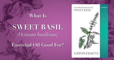 What Is Sweet Basil Essential Oil Good For Video 1 of 2