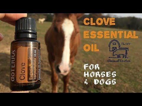 Clove Essential Oil for Horses