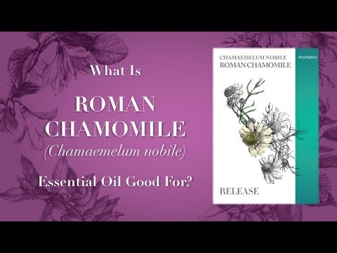 Roman Chamomile Essential Oil - What is Roman Chamomile Essential Oil Good For?